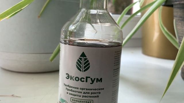 Как ухаживать за декоративными домашними растениями смотреть онлайн
