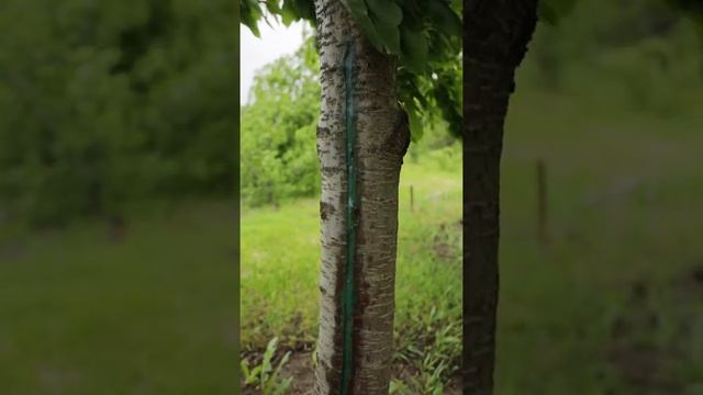 Это нужно сделать! Не оставляйте трещины на плодовых деревьях #shorts
