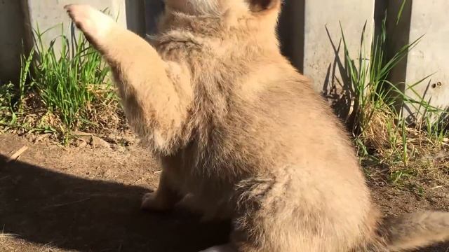 Щенок лайки, воспитание 2 смотреть онлайн