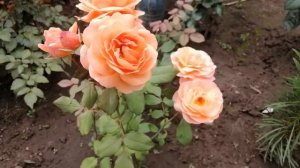 РОЗА ЛЕДИ ЭММА ГАМИЛЬТОН ( Lady Emma Hamilton).