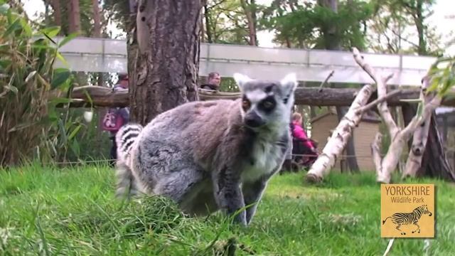 Baby Lemurs -  Yorkshire Wildlife Park 2015