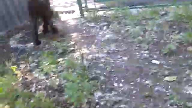 video 2013 06 05 Гайя Белые росы смотреть онлайн