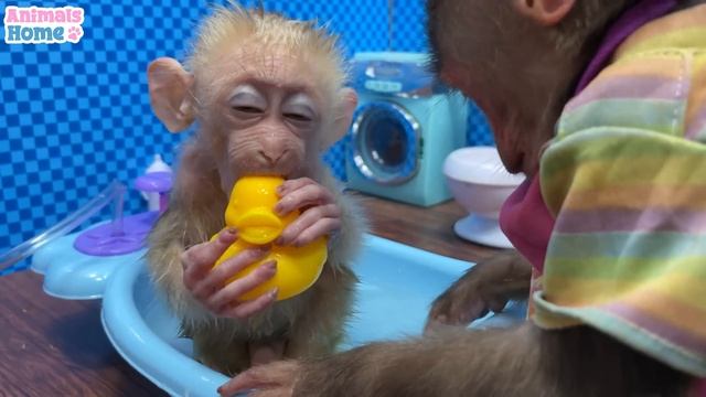 Sweet moments when BiBi takes care of baby monkey Obi смотреть онлайн