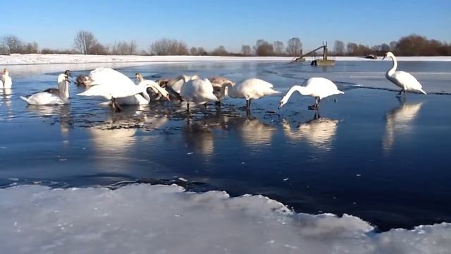 Лебеди зимуют на родине. смотреть онлайн
