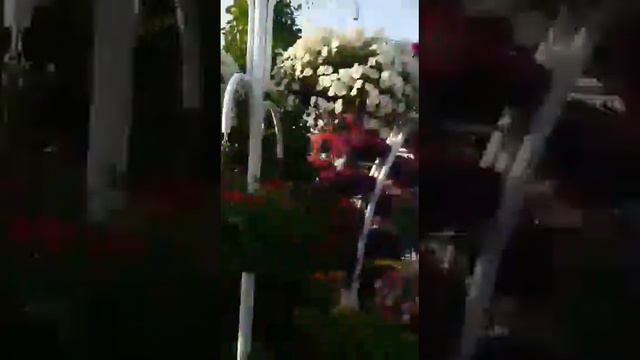Наманганда гуллар байрами смотреть онлайн