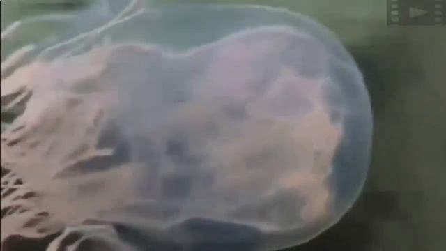 Знакомьтесь: Морская оса в водах океана - Дикая природа смотреть онлайн