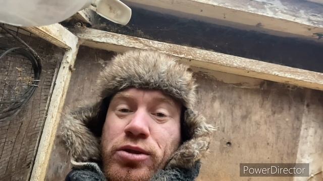 ОЧЕНЬ НАСЫЩЕННЫЙ РОЛИК! Новая коза, хозяйство Елены, обзор поросят, Рождественская ель, мои коровы смотреть онлайн