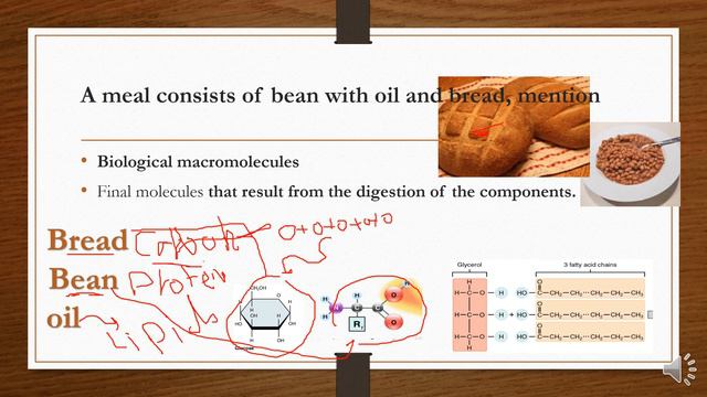 protein question biology 2 sevondary part 2 اسئله смотреть онлайн