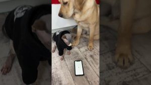 Вот и поговорили🐶