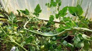 Томат ЯБЛОНЬКА РОССИИ//Назавязывал кучу без формировки// Сезон 2023