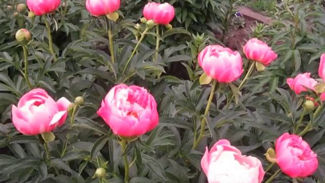 Пион Пинк Хавайян Коралл (Розовый Гавайский Коралл). смотреть онлайн