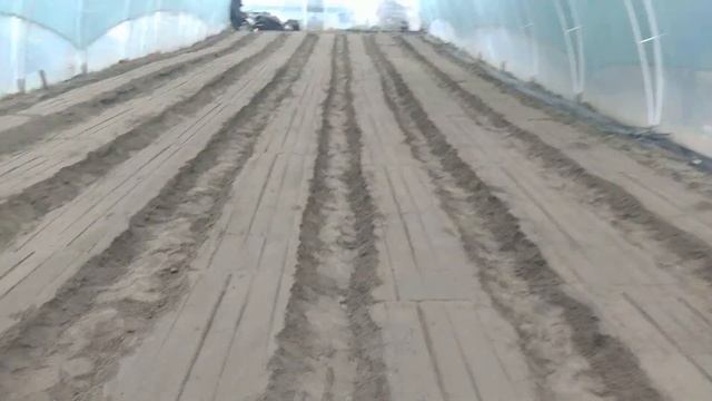 Этапы посадки клубники на бугры! Обзор рассады Мурано! смотреть онлайн