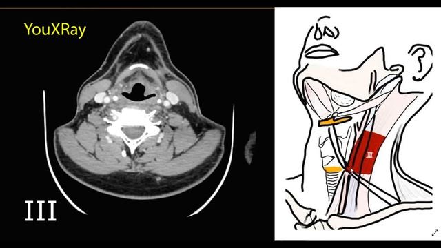 Анатомия и Физиология Человека
