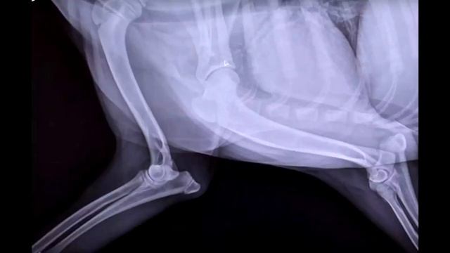 В приюте решили усыпить собаку со сломанной лапой. Но за 5 минут до процедуры произошло невероятное смотреть онлайн