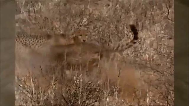 Acinonyx jubatus: El animal más rápido sobre la tierra смотреть онлайн