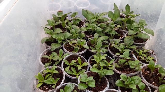 Обзор череночника с вегетативкой.