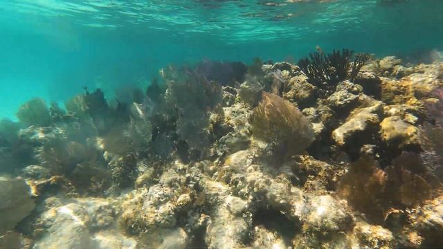 Coral Garden, Ambergris Caye, Belize GH010276 смотреть онлайн