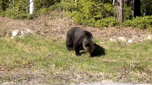 Мишка в Карелии на трассе медгора пудож. смотреть онлайн