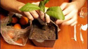 ПРИВИВКА ЦИТРУСОВЫХ ВЕТОЧКАМИ С МАГАЗИННЫХ ПЛОДОВ