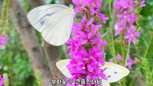 정원의 나비들, 야생화 추천, #정원가꾸기 #정원꾸미기 смотреть онлайн