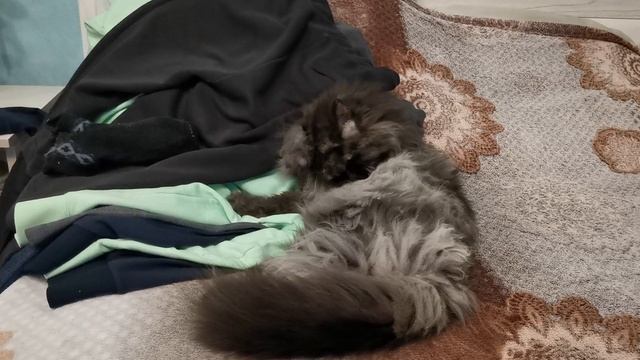 Одежда? Нее, не видела... ? смотреть онлайн