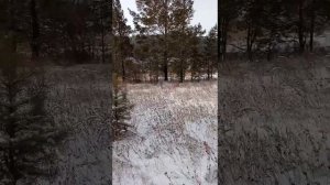 Сбор сосновой шишки на семена, как найти место для сбора шишки?