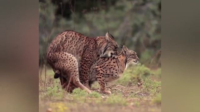 КАК СТАТЬ УЛИЧНЫМ МУЗЫКАНТОМ? Сколько заработал? Полиция, Девушки, Мафия смотреть онлайн