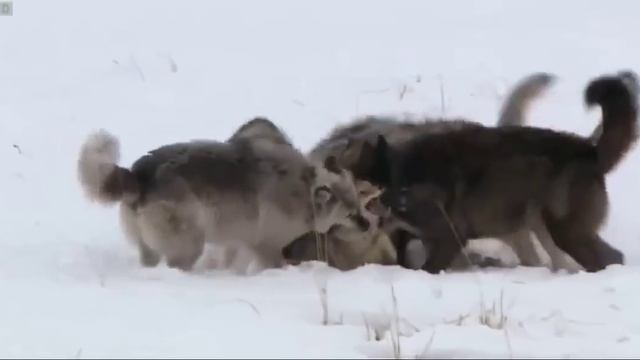 Волки разрывают койота, который ел их добычу смотреть онлайн