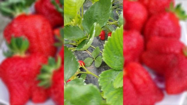 7-й и 11-й СБОР УРОЖАЯ КЛУБНИКИ АЗИЯ. смотреть онлайн