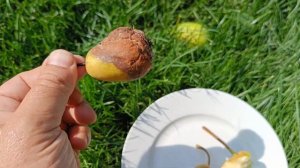 Летние груши Кудесница и Аллегро в Подмосковье 2022г