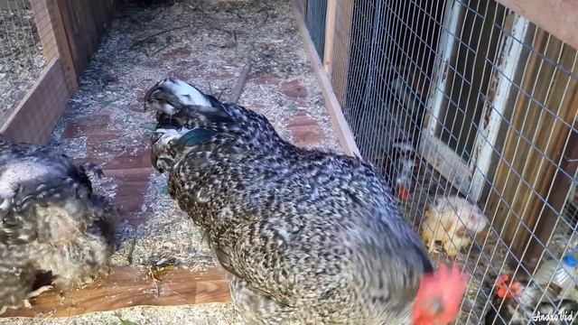 Куры и Петухи породы КОХИНХИН смотреть онлайн