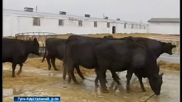 В село Григорьево Гусь-Хрустального привезли партию абердин-ангусов смотреть онлайн