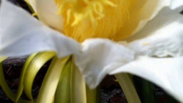 Filmando flor de Tasajo Hylocereus undatus HD720p смотреть онлайн