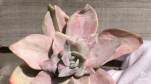 Graptopetalum Bainesii f. variegata