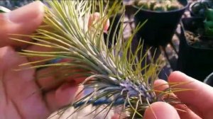 Tillandsia Funckiana Air Plants