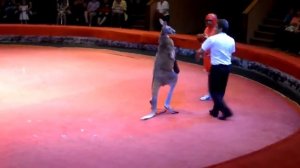 Бокс с кенгуру