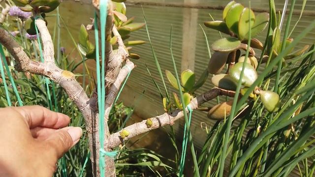 Экскурсия по моему "мини-кукорту" для спасаемых растений. Крассулы, кактусы и фикусы на даче смотреть онлайн