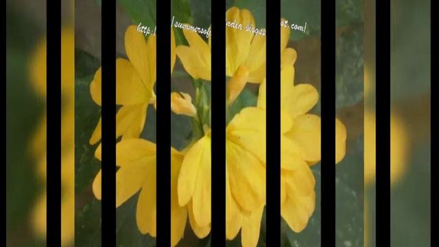 Crossandra, popularly called the firecracker flower смотреть онлайн