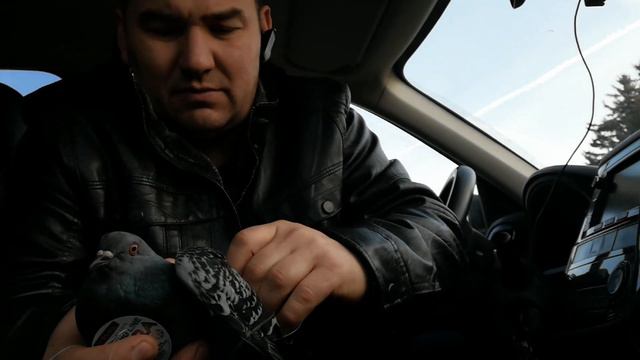 Голубь запутался в леске смотреть онлайн