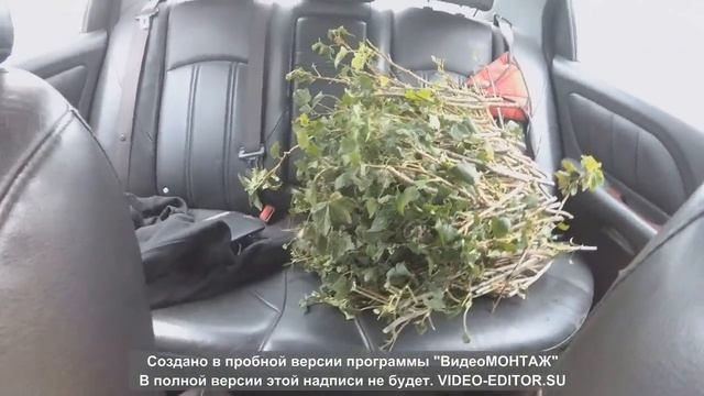 ГЕННАДИЧ#3#Смородина.Как правильно нарезать черенки.Осень#Первая Партия смотреть онлайн