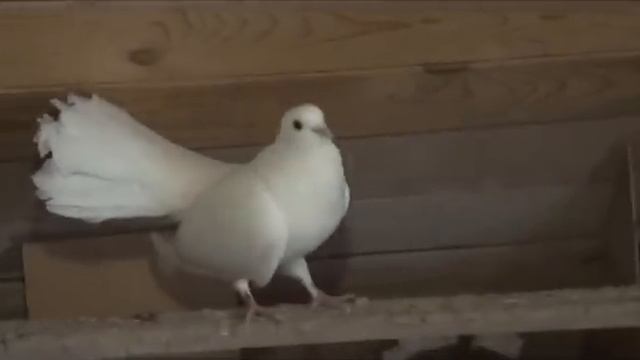 Как выращивать голубей на даче смотреть онлайн