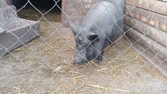 Чому ми обрали В'ЄТНАМСЬКИХ СВИНЕЙ.Вигідно чи ні!?Наш досвід смотреть онлайн