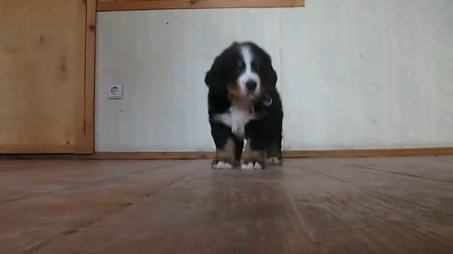 Male "white-blue"2 berner sennenhund, 6 weeks http://www.bernerhouse.ru/en/dog/male-white-blue смотреть онлайн