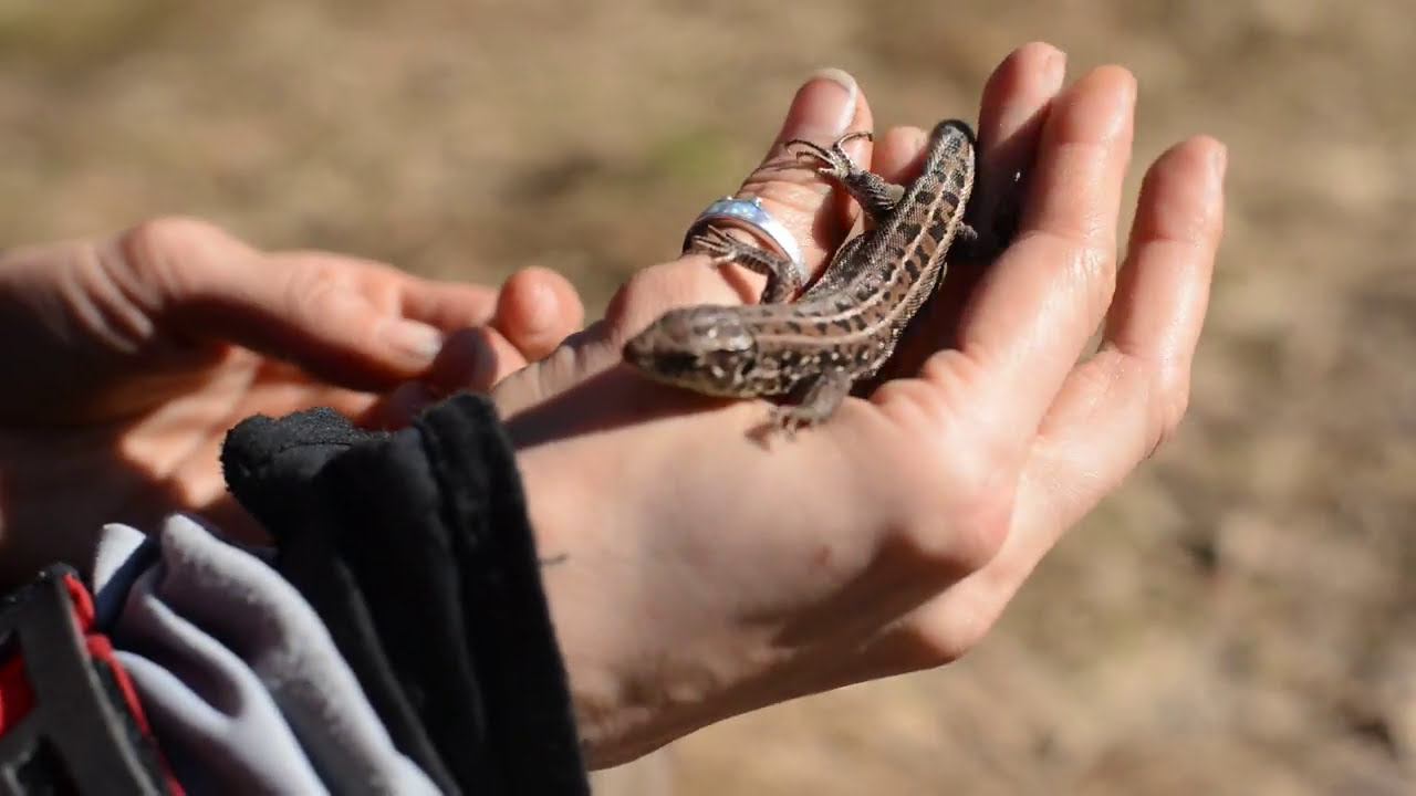 Как загипнотизировать ящерицу по методу Чернолесья. Работает. Природная магия. КукуруЗо. смотреть онлайн