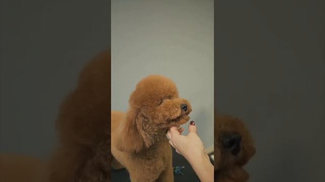 СТРИЖКА МАЛЬТИПУ / ОБУЧЕНИЕ ГРУМИНГУ / Эпизод МАСТЕР-КЛАССА / GROOM SCHOOL смотреть онлайн