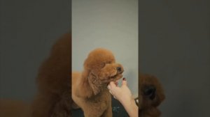 СТРИЖКА МАЛЬТИПУ / ОБУЧЕНИЕ ГРУМИНГУ / Эпизод МАСТЕР-КЛАССА / GROOM SCHOOL