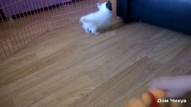 Щенки чихуахуа ? Ромина Бьянко / СПб / Зима 2019 смотреть онлайн