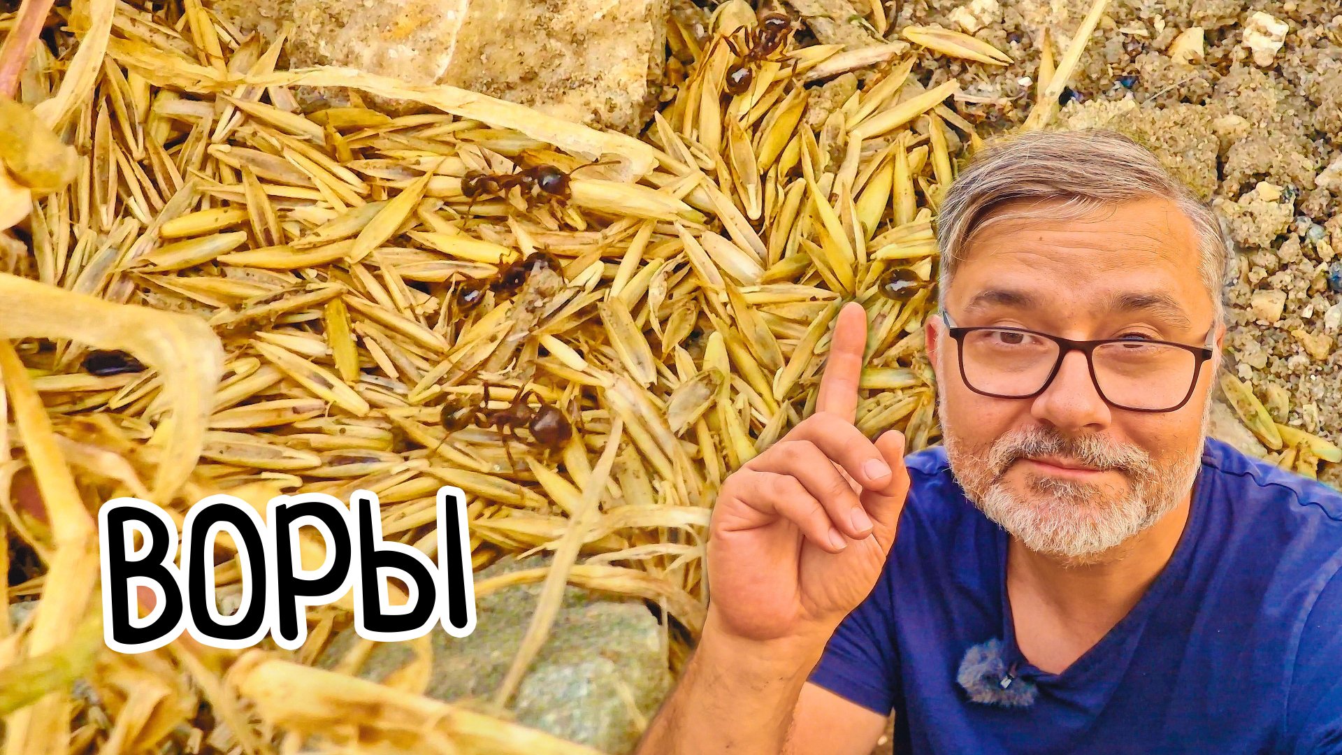 Кругом ВОРЫ! Остался без СЕМЯН! Муравьи украли ВСЕ семена газонной травы. смотреть онлайн