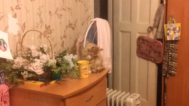 Котик любит чай смотреть онлайн
