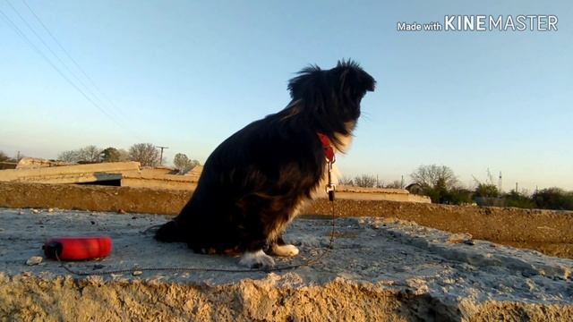 Признаки беременности у собаки.Как узнать беременна собака или нет. смотреть онлайн